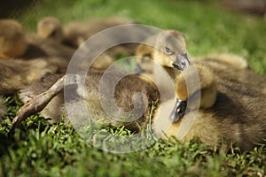 Cute ducks,Â Group of little yellow ducklings, Household